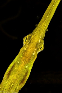 pipefish head from above (Syngnathus taenionotus), Thau l... by Mathieu Foulquié 